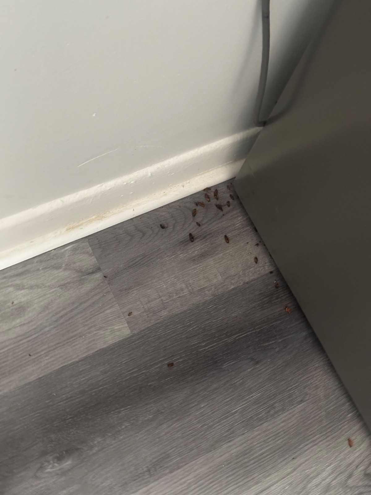 Professional Rental, Airbnb & Move-In Cleaning | Baltimore, MD