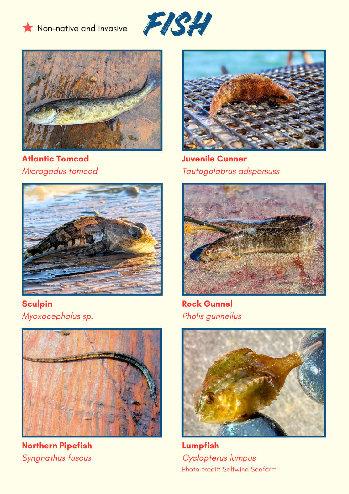 Sea Farm Critter ID Guide; water-resistant, 70+ species, spiral-bound