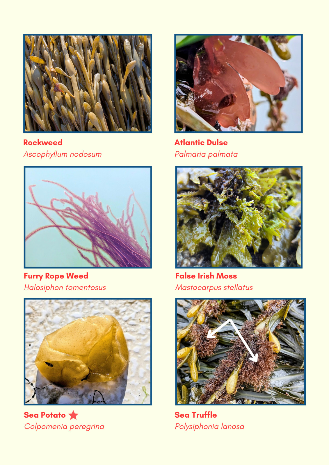 Sea Farm Critter ID Guide; water-resistant, 70+ species, spiral-bound